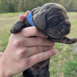 Big Blue - Brown male Cocker Spaniel puppy in Palestine, Texas from Chocolate Cocker Spaniels