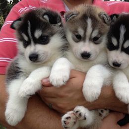 Siberian Huskies from Snoebear Siberians