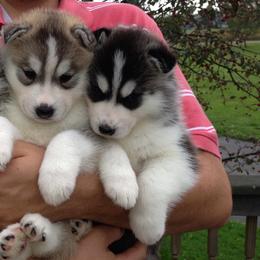 Siberian Huskies from Snoebear Siberians