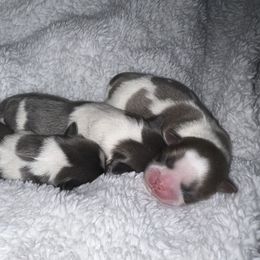 Shih Tzu Puppies from Lavender Lane Tzus