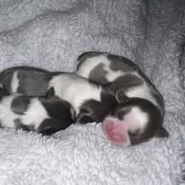 Shih Tzu Puppies from Lavender Lane Tzus