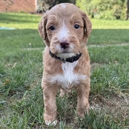 Scout - Fawn and white male Sheepadoodle puppy in Lancaster, Pennsylvania from Bitler Family Puppies