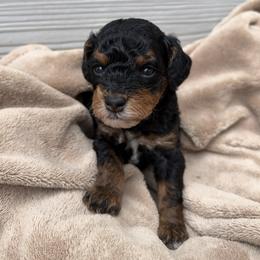 Poodle puppies from The Puppy Acres