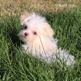 Yara - White female Mi-Ki puppy in Elizabeth, Colorado from Royal T Mi-Kis