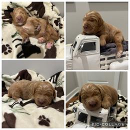 Apricot Abstract Boy - Apricot male Goldendoodle puppy in Lancaster, South Carolina from Silver Hill Farm SC