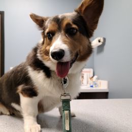 Pembroke Welsh Corgis from Pistol Creek Corgi's