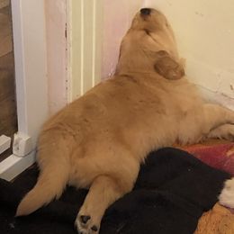 Flat-Coated Retriever and Golden Retriever Puppies from LaDean Faris