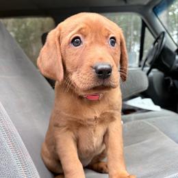 Prancer - Yellow female Labrador Retriever puppy in Grants Pass, Oregon from KnR Antler Dogs