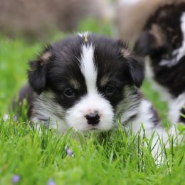 Pembroke Welsh Corgi Puppies from Cosmere Corgis