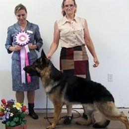 German Shepherds from Heavenly German Shepherds & Shetland Sheepdogs Kennels