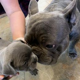 French Bulldogs from Hill's Fabulous Frenchies