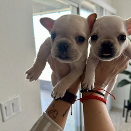French Bulldog Puppies from Grace