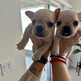 French Bulldog Puppies from Grace