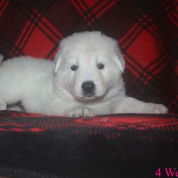 Opal -Hot Pink - White female German Shepherd puppy in Grimes County, Texas from Double H German Shepherds