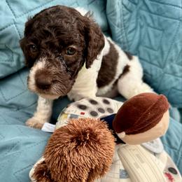 BB-8 - Parti female Poodle puppy in San Antonio, Texas from Chocolate Pet Connection