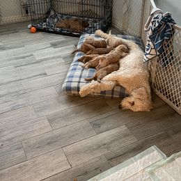 Goldendoodle Puppies from The Miller's Goldendoodles