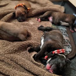 Staffordshire Bull Terrier Puppies from Breaking Bad Staffords