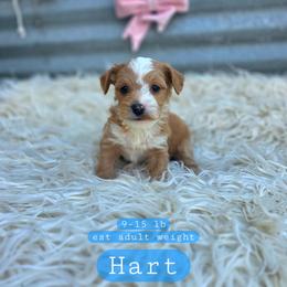 Hart - male Cavapoochon puppy in Bullard, Texas from Cavapoochon Central LLC