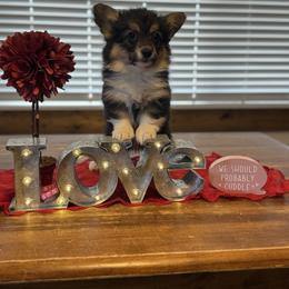Charlie Bradbury (Fluffy) - Black and tan female Pembroke Welsh Corgi puppy in Olathe, Colorado from Rocking LJ Breeding