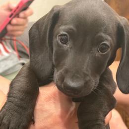 Charlie Brown - Chocolate male Dachshund puppy in Salome, Arizona from Boopenstein Doxies