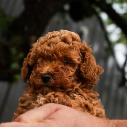 Daisy - Red  female Poodle puppy in Cisco, Texas from Southern Girls Poodles