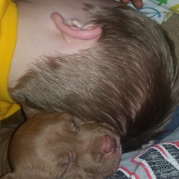 American Pit Bull Terrier Puppies from Kaotic APBTs