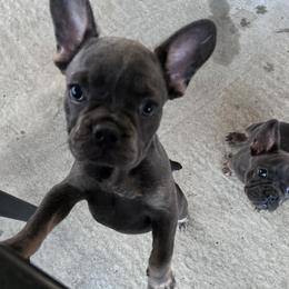 French Bulldog Puppies from Kristen Fifer