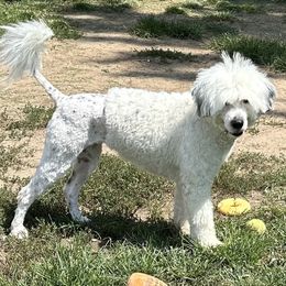 Athena - Portuguese Water Dog