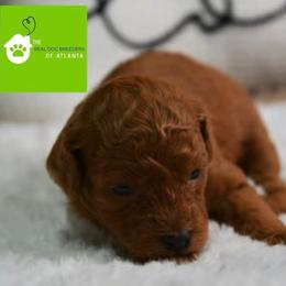 Girl 1 - Red  female Poodle puppy in Fairburn, Georgia from The Real Dog Breeders of Atlanta (peachy poodles)
