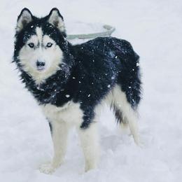 Siberian Huskies from Fields of Huskies