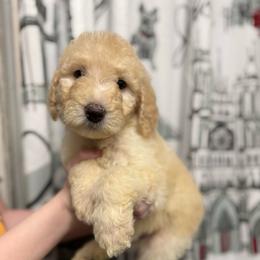 Banana cream - White male Sheepadoodle puppy in Greeneville, Tennessee from Smokey Mountain Sheepadoodles