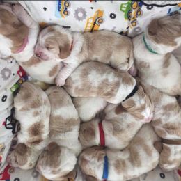 Basset Hound Puppies from Houndful Hearts