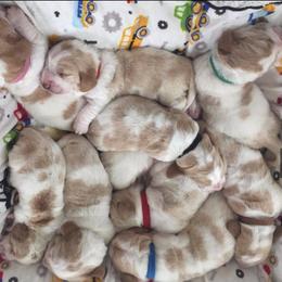 Basset Hound Puppies from Houndful Hearts