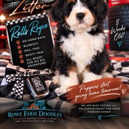 Rolls Royce - Tri-color male Bernedoodle puppy in Henry, Illinois from Rowe Farms Doodles