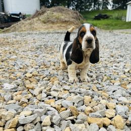 Puppy 3 - Black white and brown female Basset Hound puppy in Falls City, Nebraska from Bassett Hounds & Labradors