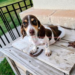 Pebbles (upcoming) - Dachshund