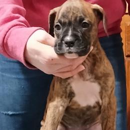 Sassy - Brindle female Boxer puppy in Cannon Falls, Minnesota from Pattys Boxers and Bulldogs