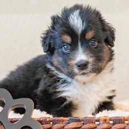 Scar - Black tri male Miniature Australian Shepherd puppy in Buna, Texas from R & C Kennels