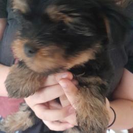 Girl 2 - Black and tan female Yorkshire Terrier puppy in Columbia, Tennessee from Middle Tennessee Teacup Yorkie puppies