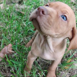 Girl 2 - Golden rust female Vizsla puppy in Linden, Michigan from Russell Tincher
