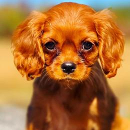 Nara - Ruby female Cavalier King Charles Spaniel puppy in Watsontown, Pennsylvania from Huntsman Cavaliers