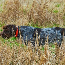 Wirehaired Pointing Griffon Puppies from Saint Barbara's Wirehaired Pointing Griffons