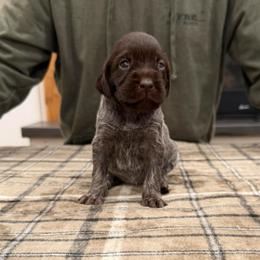 Girl 4 - Brown and gray female Wirehaired Pointing Griffon puppy in Shelley, Idaho from Western Gundogs