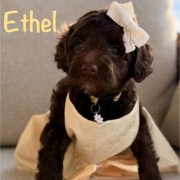 Yellow Collar - Chocolate female Goldendoodle puppy in Blanchard, Oklahoma from Dream Doodles by Dondi
