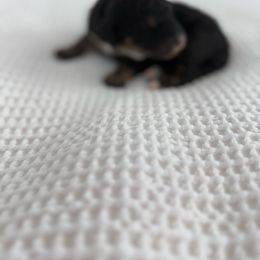 Girl 2 - Phantom female Bernedoodle puppy in Arizona from Coats of Many Colors LLC