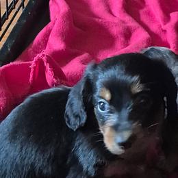 Jag - Black and tan male Dachshund puppy in Wakeman, Ohio from Angie's Adorable Dachshunds