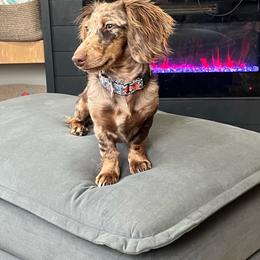 Ella - Dachshund