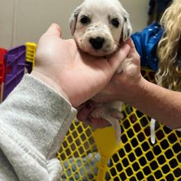 Dalmatian Puppies from A’s Spots & Dots Dalmatians