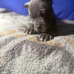 American Bully Puppies from M&M XL Bully Kennel