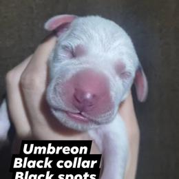 Umbreon (Black collar) - White and black male Dalmatian puppy in Raymondville, Missouri from Wagner's Dalmatian's